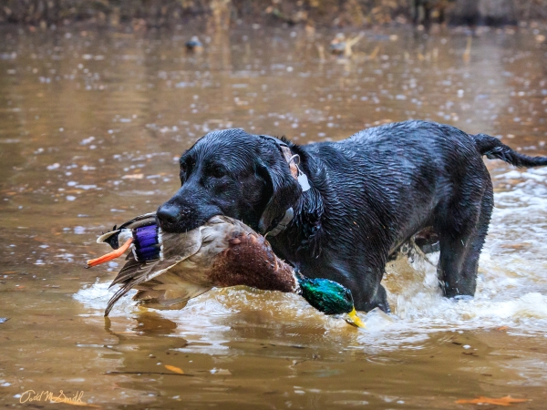 20 Dog And Duck - Professional 2020 Stone Bank 2 photography by Paul Caldwell