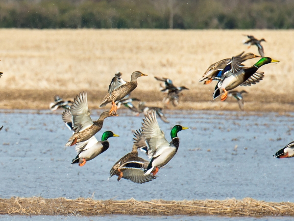 21 Ducks In Flight - Professional 2020 Stone Bank 2 photography by Paul Caldwell