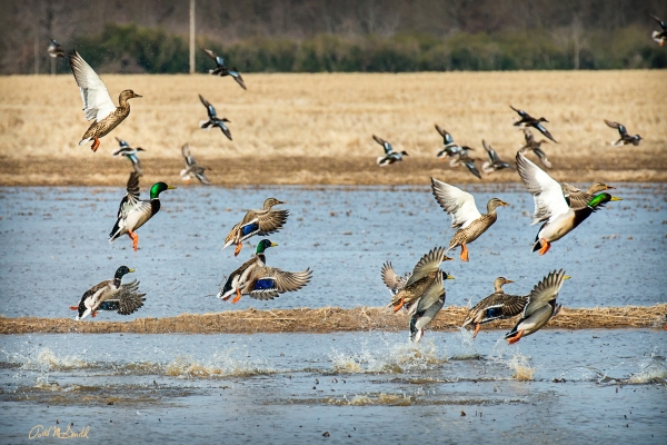 23 Mallards And Spoonbills - Professional 2020 Stone Bank 2 photography by Paul Caldwell