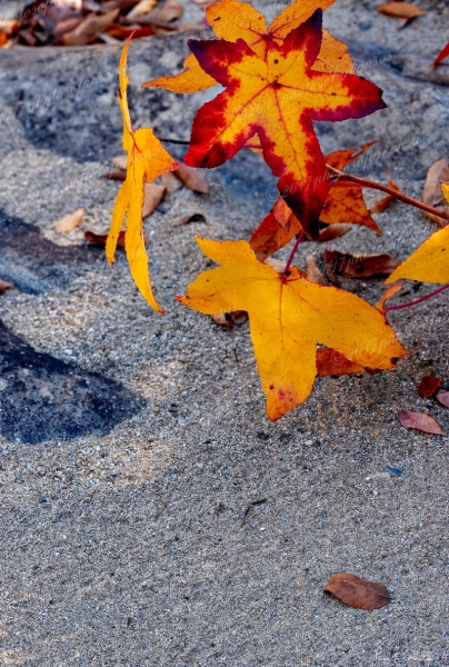 11 Leaves And Sand Near Ed Banks - Professional arkansas_ouachita_gallery_no_1 photography by Paul Caldwell
