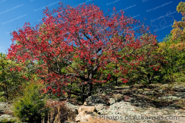 12 Fall Colors On Gum Tree At Pedestal Rocks Scenic Area - Professional arkansas_ozark_gallery_no_1 photography by Paul Caldwell