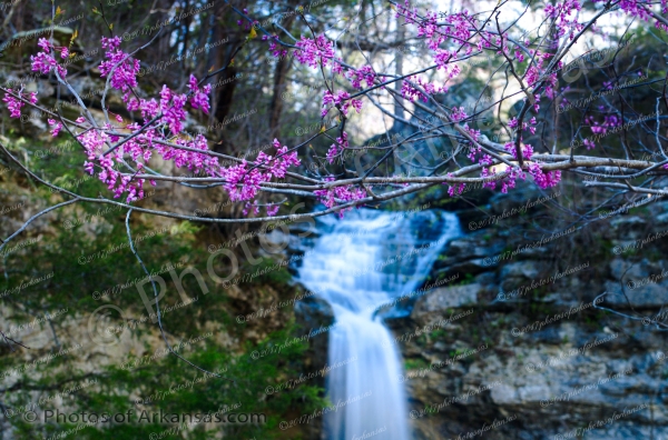 19 Springtime Redbud At Broadwater Falls - Professional arkansas_ozark_gallery_no_1 photography by Paul Caldwell