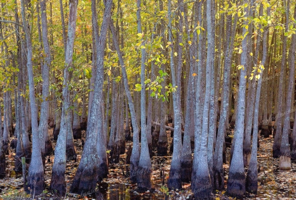 18 Sunshine On Tupelo Gums - Professional Arkansas River Valley Gallery No 1 photography by Paul Caldwell
