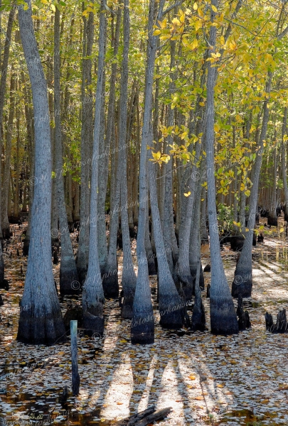 23 Sunset And Tupelo Gums - Professional Arkansas River Valley Gallery No 1 photography by Paul Caldwell