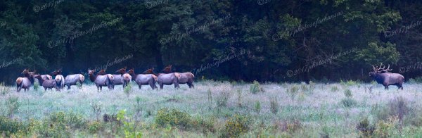 03 Elk And Cows In Boxley Valley Near The Buffalo - Professional Buffalo River photography by Paul Caldwell