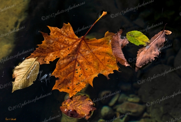 06 Leaves On Water - Professional Natural Abstracts Gallery No 1 photography by Paul Caldwell