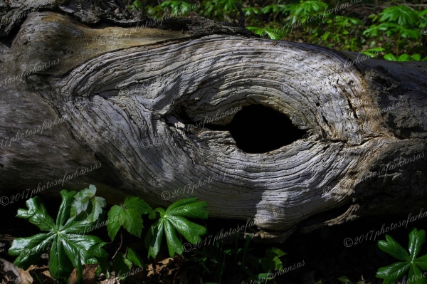 09 Rebirth May Apples And Old Tree - Professional Natural Abstracts Gallery No 1 photography by Paul Caldwell