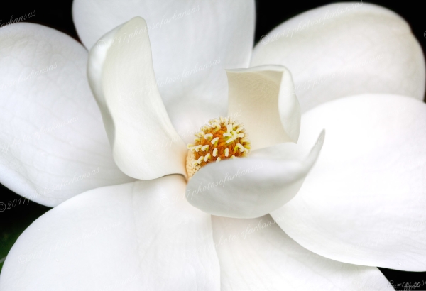 13 Magnolia Study No - Professional Natural Abstracts Gallery No 1 photography by Paul Caldwell