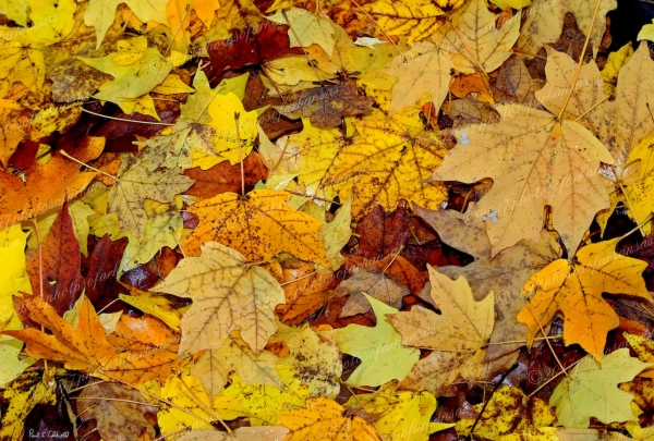 26 Leave On The Ground - Professional Natural Abstracts Gallery No 1 photography by Paul Caldwell