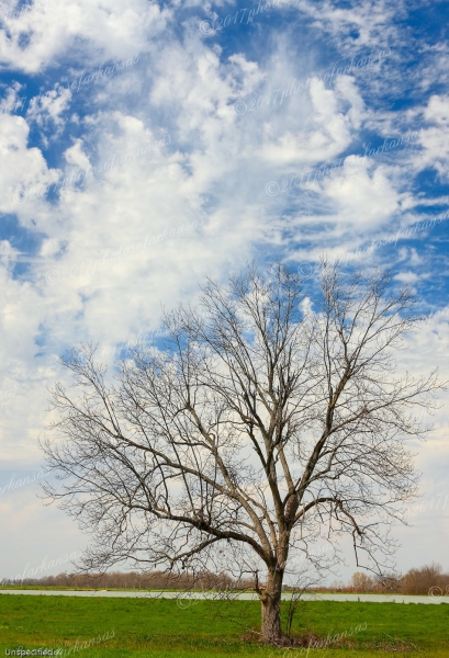 03 Solitary Tree In The Delta - Professional Natural Abstracts Gallery No 2 photography by Paul Caldwell