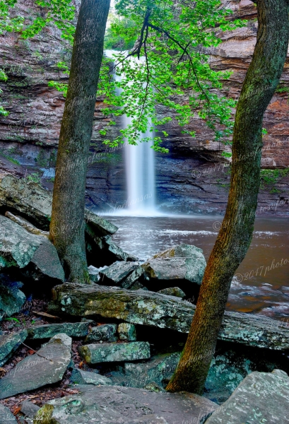10 Twin Trees At Cedar Falls - Professional Natural Abstracts Gallery No 2 photography by Paul Caldwell
