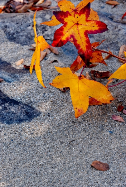 11 Leaves And Sand - Professional Natural Abstracts Gallery No 2 photography by Paul Caldwell
