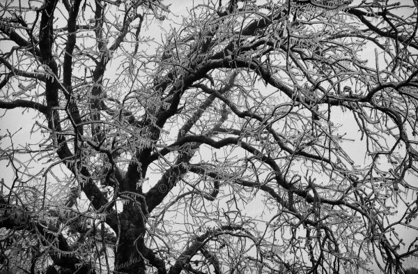 11 Results Of The Recent Ice Storm In Arkansas - Professional Recent Photography photography by Paul Caldwell