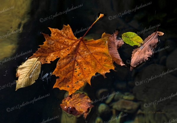 20 Leaves On Water Richland Creek - Professional Recent Photography photography by Paul Caldwell