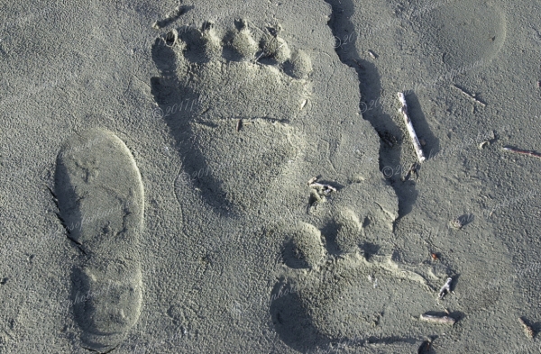 30 Man And Bear - Professional Recent Photography photography by Paul Caldwell