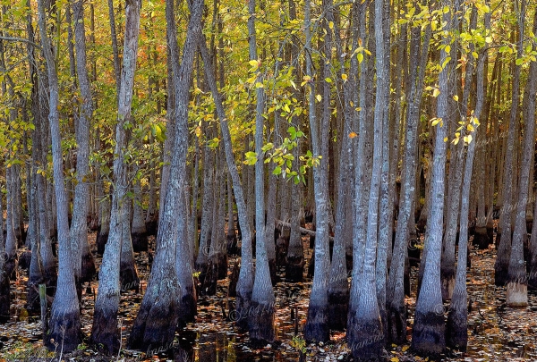 05 Tupelo Gums Near Menifee Arkansas - Professional South Arkansas And Bayo Country photography by Paul Caldwell