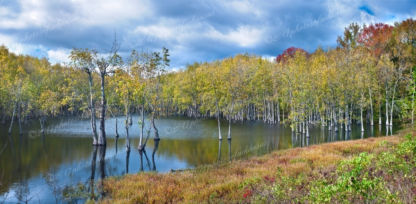 07 Tupelo Gums In Black Bayou Near Morrellton Arkansas - Professional South Arkansas And Bayo Country photography by Paul Caldwell
