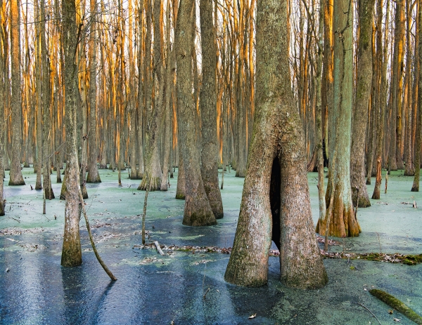 19 Wintertime Frozen Trees Bayo Meto - Professional Stone Bank New Hq photography by Paul Caldwell