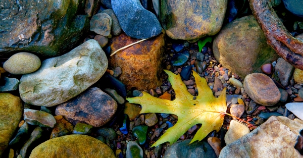 53 Solitary Leaf - Professional Stone Bank New Hq photography by Paul Caldwell