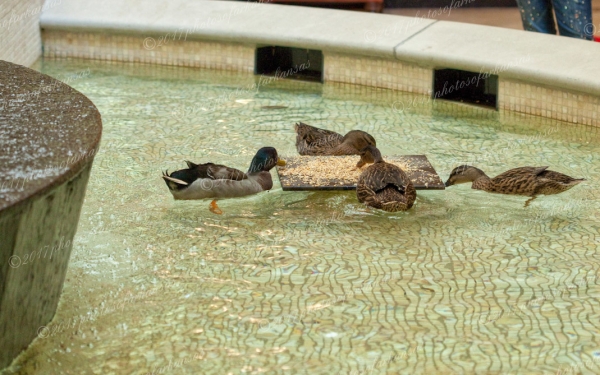 31 Peabody Ducks In Little Rock - Professional Views Of Little Rock photography by Paul Caldwell
