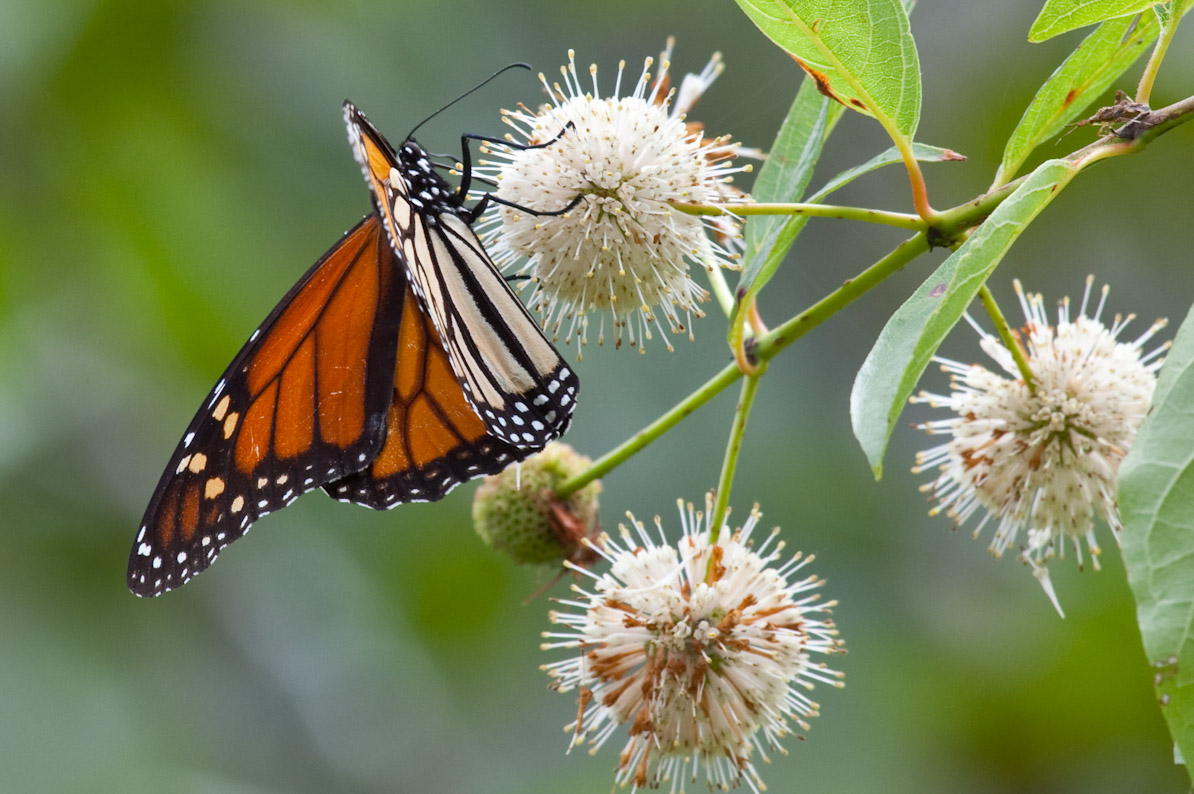 Monarch Butterfly in the Boxley Valley