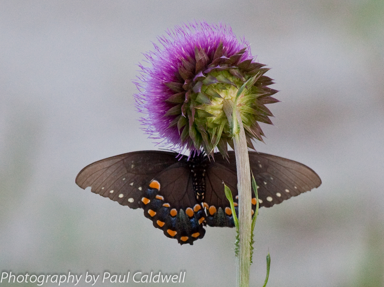 Butterfly and thistle in the Boxley Valley, Buffalo National River