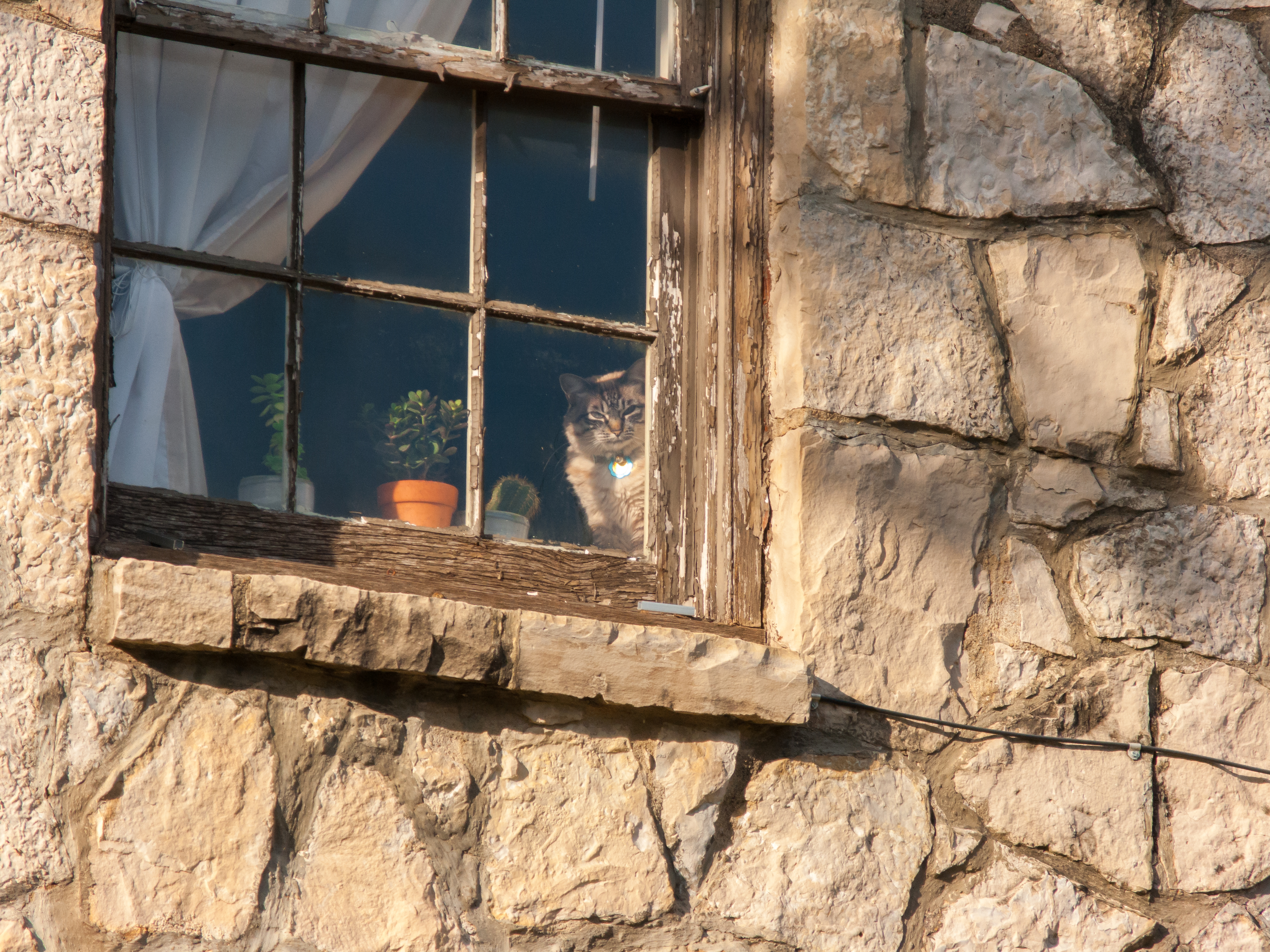 Cat in the window along Dixon Street in Fayetteville Arkansas