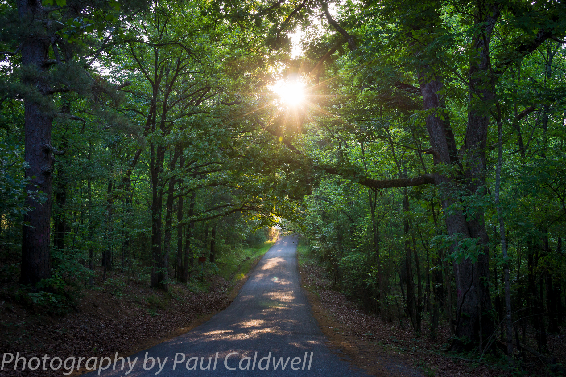 Sunrise through the trees in Pulaski County, Arkansas