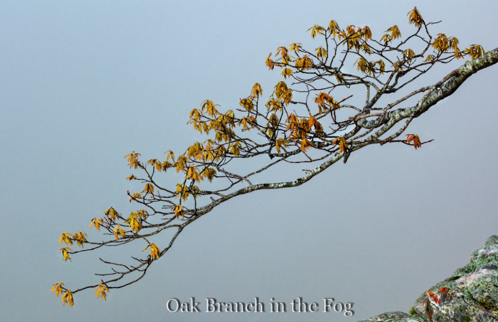 Oak Branch in the Fog on Roark Bluff 